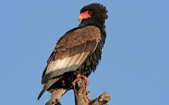Bataleur Eagle  202x84